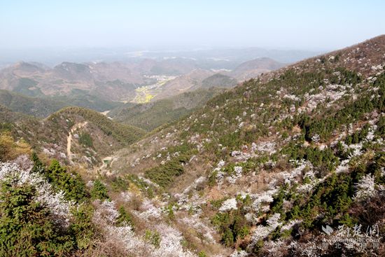 山上櫻花，山下油菜.jpg